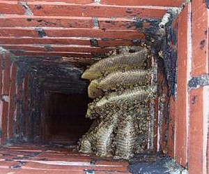 Šesteročlana obitelj u Istri se otrovala monoksidom. Stršljeni im začepili dimnjak